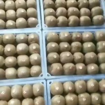 秦美猕猴桃。专业代办各种猕猴桃。货多量大。