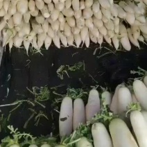 白萝卜