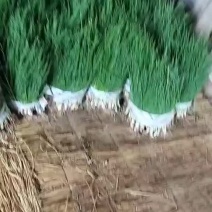 精品小葱