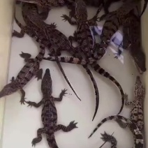 尼罗鳄