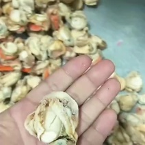 扇贝肉