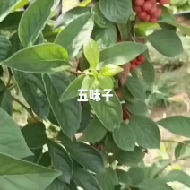 五味子苗，北五味子苗，山西运城五味子苗，包邮价格。