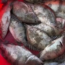 成品鳜鱼