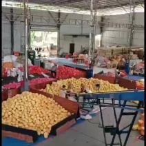 精品蜜柚