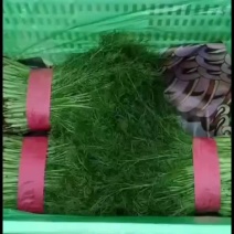 本地茴香苗常年供货质量不错颜色鲜亮