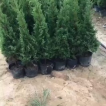 塔柏50厘米到～4米高都有货