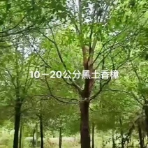 15公分香樟，退林还耕，大量现货，全冠，工程苗，骨架