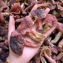 福建野生特大红菇3.5公分以上水洗过颜色好不会苦足干香味