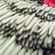 黄瓜，广东精选黄瓜上市中