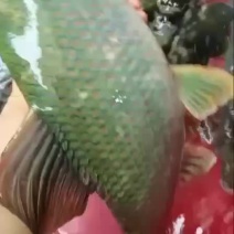 青衣鱼
