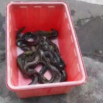西沙海鳗鱼