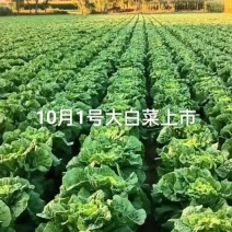 东北黄心白菜
