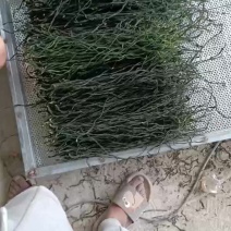 【牛商推荐】干豆角精品干豆角可对接商超批发一手货源量大