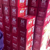 普罗旺斯西红柿山东海阳落地配一件代发