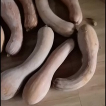 老南瓜，弯瓜