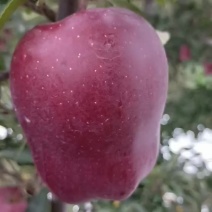【热销】天水花牛苹果大量上市，欢迎各位商家前来选购！！！