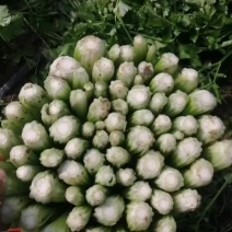 中细棵西芹