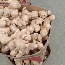 莒县玉黄大姜