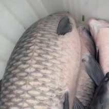 青鱼