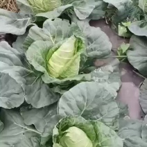 新品种牛心菜