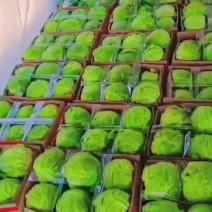 东台精品甘蓝