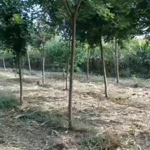 五角枫处理