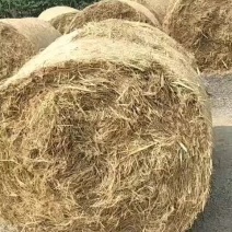 优质干稻草