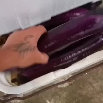 紫长茄