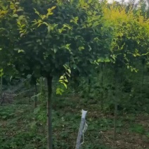 冠径一米金叶榆球
