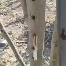 沉香《红骨凹身》