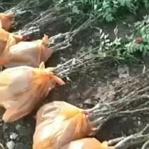 黄盖，红盖花椒原生苗，嫁接苗都有货，要的一亩田和我联系