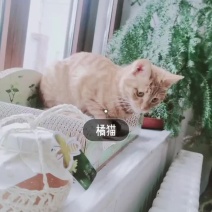 椴树蜜天然椴树蜂蜜