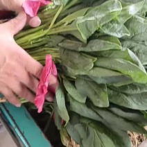 我是河北省邯郸市永年区菠菜市场，大量现货，需要联系我