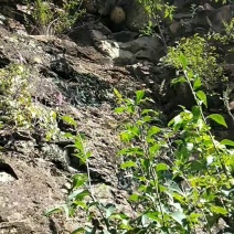 野生蜂
