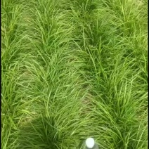 麦冬苗