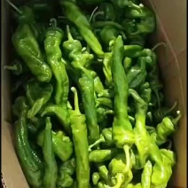 精品青椒红椒缧丝椒