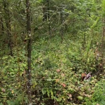 红豆杉南方红豆杉规格齐全苗圃直供免费提供种植技术