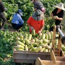 滨州惠民德高青，翘头青萝卜大量供应，还有里外青水果萝卜