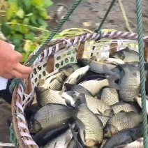 黄金鲫工程鲫鲤鲫鲫鱼钓场市场联系我
