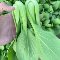 上海青，快菜