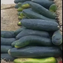 黑皮冬瓜大量上市