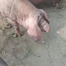 怀孕太湖母猪