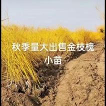 金枝槐小苗