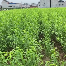新品种桃树苗