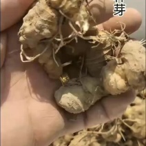 黄精种芽
