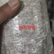 （诚信经营）槐耳菌包槐耳菌种，每天稳定供货代发全国