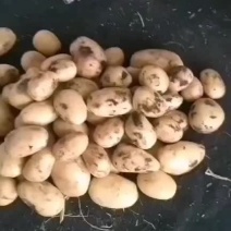沃土五脱毒土豆种子