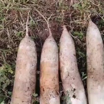 精品萝卜