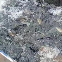 裸鲤各种规格欢迎选购