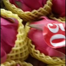 广西红心火龙果